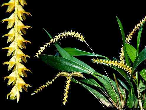 Dendrochilum aureum